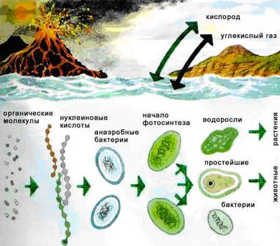 Эволюционная биохимия